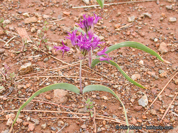 Слика од Allium falcifolium Hook. & Arn.