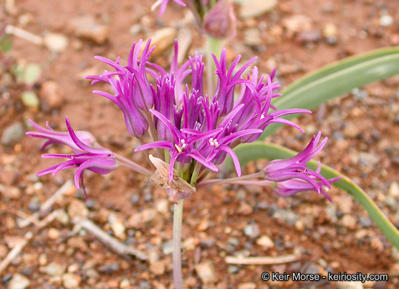 Слика од Allium falcifolium Hook. & Arn.