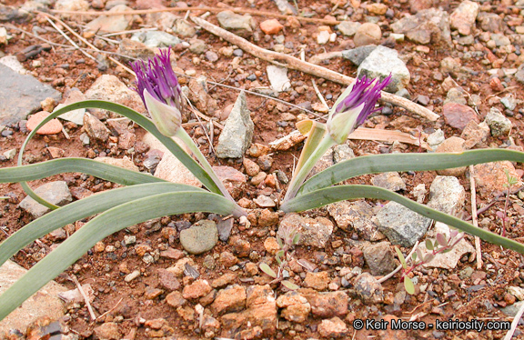 Слика од Allium falcifolium Hook. & Arn.