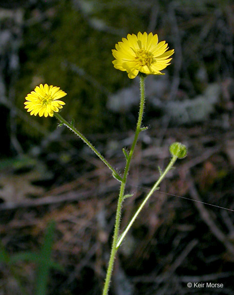 Image of woodland madia