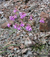 Слика од Arabis aculeolata Greene