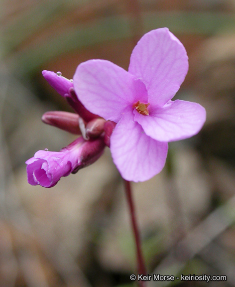 Слика од Arabis aculeolata Greene