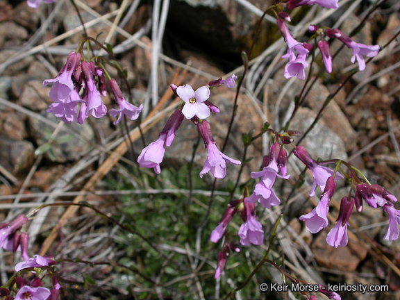 Слика од Arabis aculeolata Greene