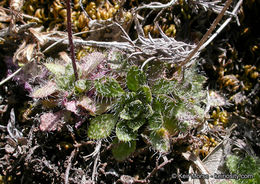 Слика од Arabis aculeolata Greene