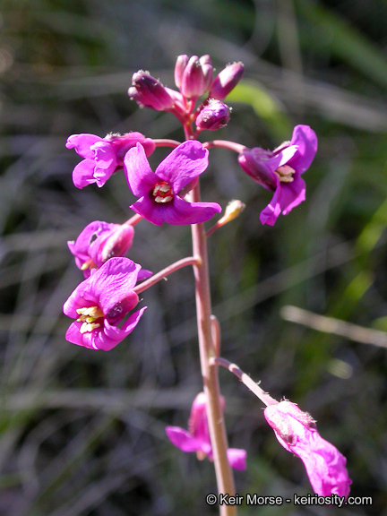 Image of Koehler's rockcress