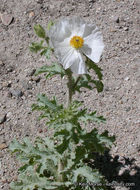 Image of flatbud pricklypoppy