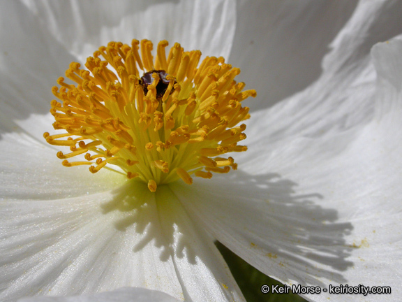 Image of flatbud pricklypoppy