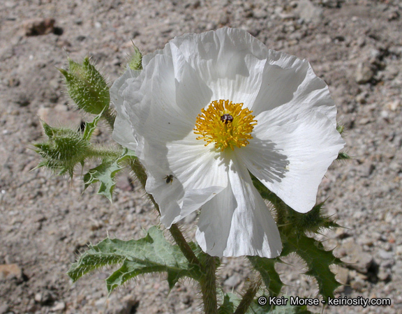 Image of flatbud pricklypoppy