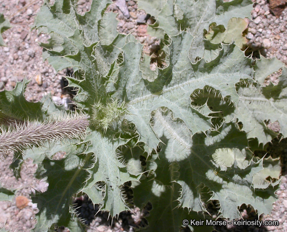 Image of flatbud pricklypoppy