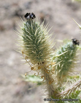 Image of flatbud pricklypoppy