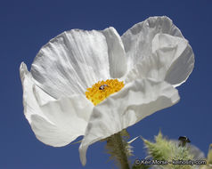 Image of flatbud pricklypoppy