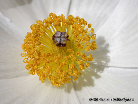 Image of flatbud pricklypoppy