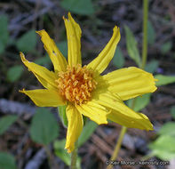 Arnica cernua Howell的圖片