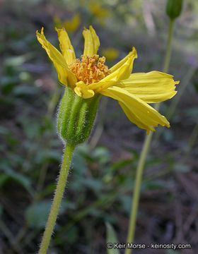 Arnica cernua Howell的圖片