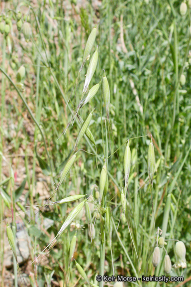 Image of wild oat