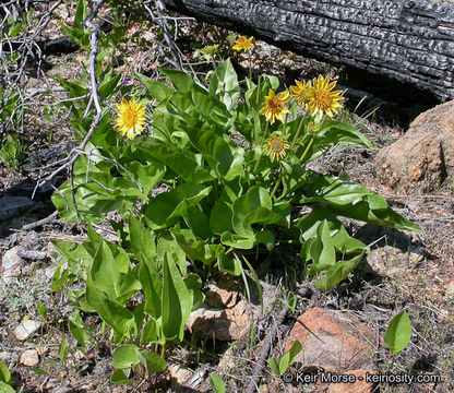 Image of deltoid balsamroot