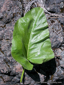 Image of deltoid balsamroot