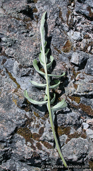 Imagem de Balsamorhiza sericea W. A. Weber