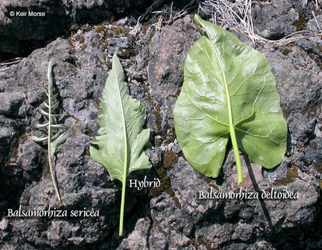 Image of deltoid balsamroot