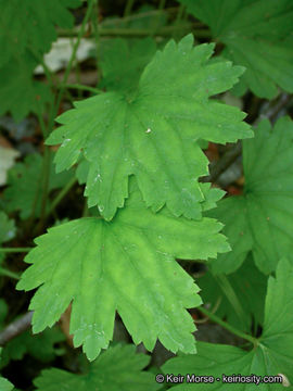 Image of coastal brookfoam