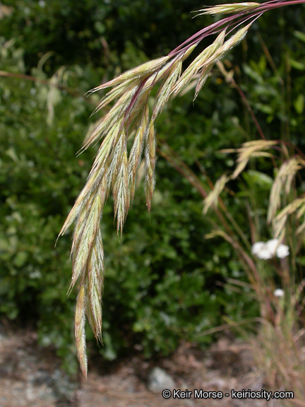 Imagem de Bromus laevipes Shear