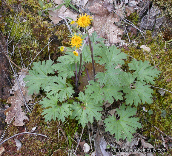 Image de Cacaliopsis nardosmia (A. Gray) A. Gray