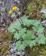 Image de Cacaliopsis nardosmia (A. Gray) A. Gray