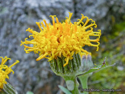 Image de Cacaliopsis nardosmia (A. Gray) A. Gray