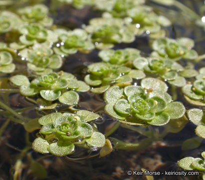 Image of Bolander's water-starwort