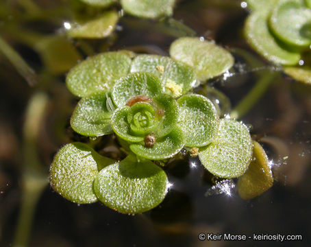 Image of Bolander's water-starwort