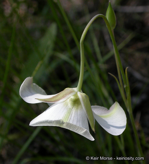 Calochortus leichtlinii Hook. fil. resmi