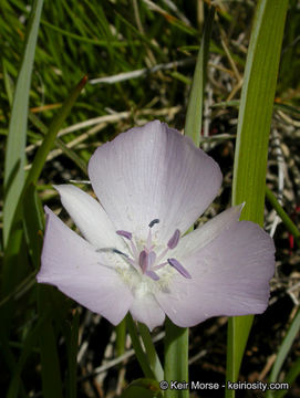 Image of Monterey mariposa lily