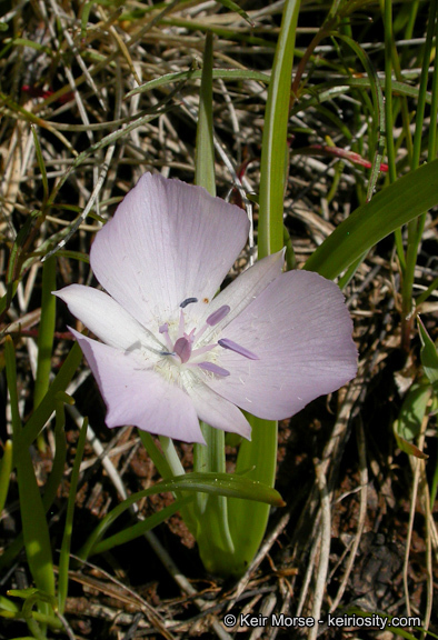 Calochortus uniflorus Hook. & Arn. resmi