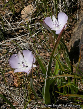 Calochortus uniflorus Hook. & Arn. resmi