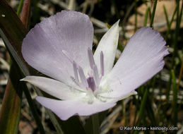 Calochortus uniflorus Hook. & Arn. resmi