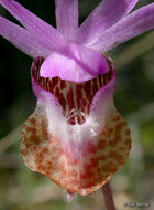 Imagem de Calypso bulbosa var. occidentalis (Holz.) Cockerell