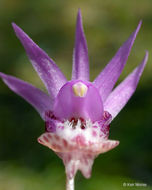 Imagem de Calypso bulbosa var. occidentalis (Holz.) Cockerell