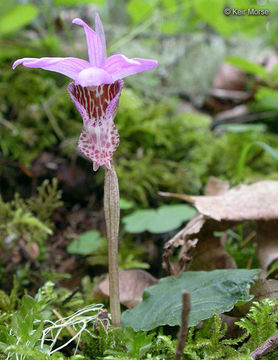 Image of fairy slipper