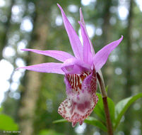 Imagem de Calypso bulbosa var. occidentalis (Holz.) Cockerell