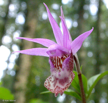 Imagem de Calypso bulbosa var. occidentalis (Holz.) Cockerell