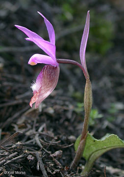 Image of fairy slipper