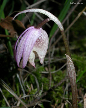 Imagem de Calypso bulbosa var. occidentalis (Holz.) Cockerell