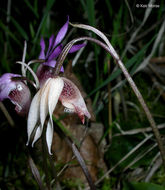 Imagem de Calypso bulbosa var. occidentalis (Holz.) Cockerell