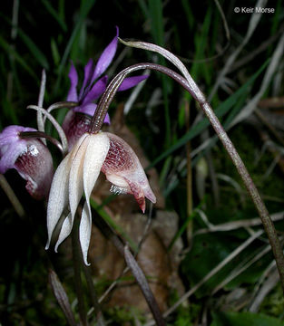 Image of fairy slipper