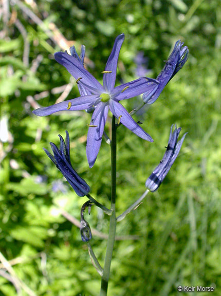 Image of Suksdorf's large camas