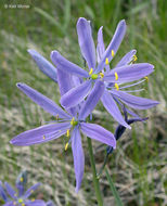 Image of Suksdorf's large camas