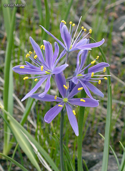 Image of Suksdorf's large camas