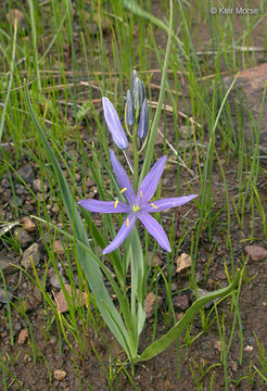 Image of Suksdorf's large camas