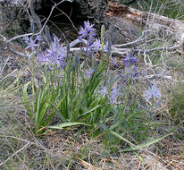 Image of Suksdorf's large camas