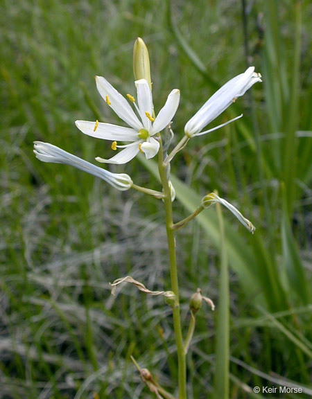 Image of Suksdorf's large camas